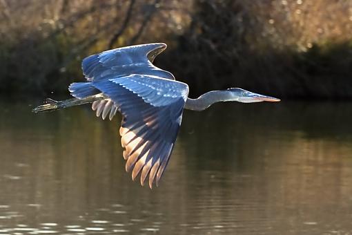 Some older photos-blue-heron.jpg