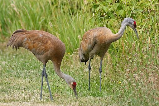 Some older photos-two-brown-sandhill-cranes.jpg