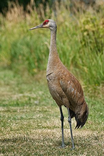 Some older photos-brown-sandhill.jpg