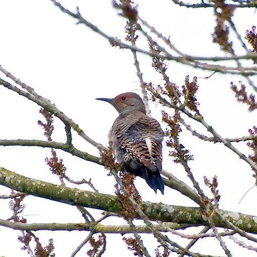Winter 07-08 Bird ID thread.-bird-id.jpg