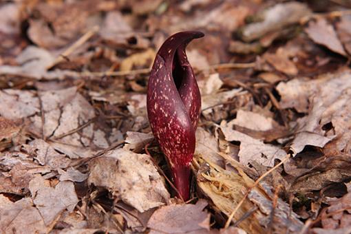 1st signs of Spring-img_0801.jpg