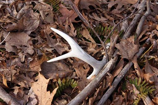 1st signs of Spring-img_0840.jpg