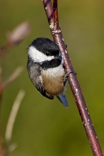 A Chickadee-chickadee.jpg