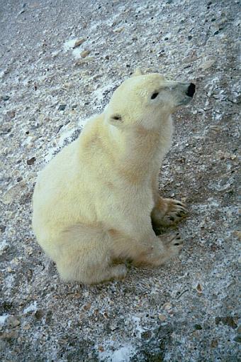 Polar Bears, Churchill, Manitoba, Canada-pbearprofile.jpg