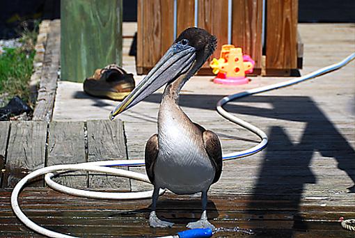 Let's get this cleaned up!-dsc_2219-lets-get-pier-cleaned.jpg