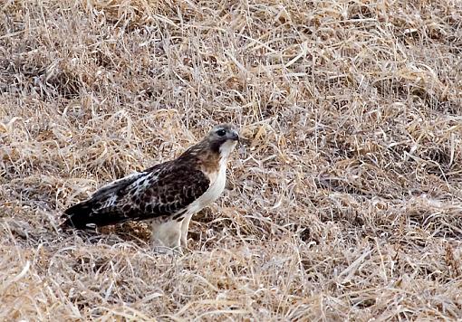 Redtail hawks-hawk.jpg