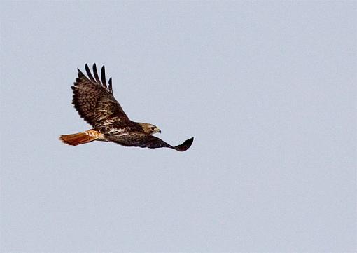 Redtail hawks-hawk2.jpg