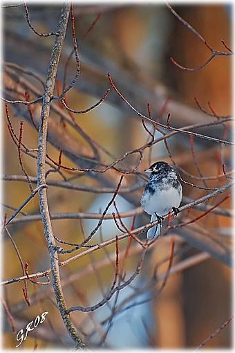 Spring 2008 Bird ID Thread.-odd-junco.jpg