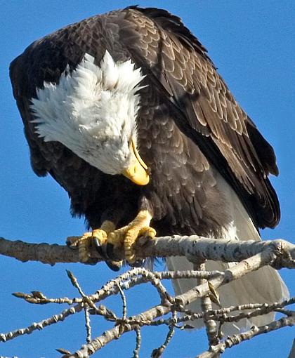 Preening eagle.-eagle-preening.jpg