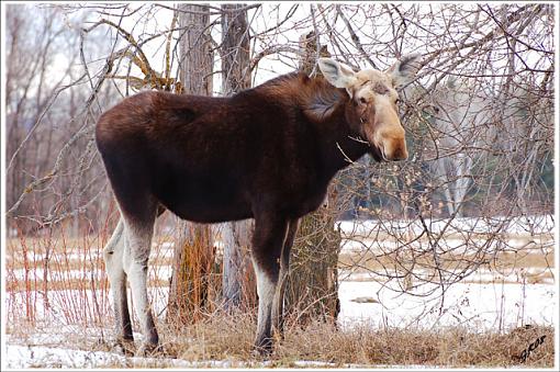 Bull moose.-moose-640.jpg