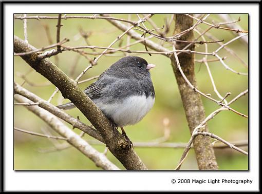 Junco - are the branches too distracting?-img_2036a.jpg