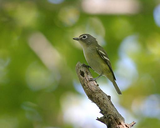 The Bokeh Challenge Thread-vireo.jpg