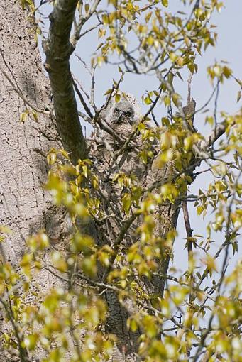 Baby owl-baby-owl-6-.jpg