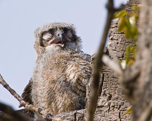 Baby owl-baby-owl-2.jpg