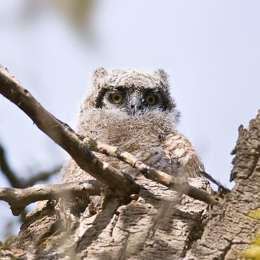 Baby owl-baby-owl-4.jpg