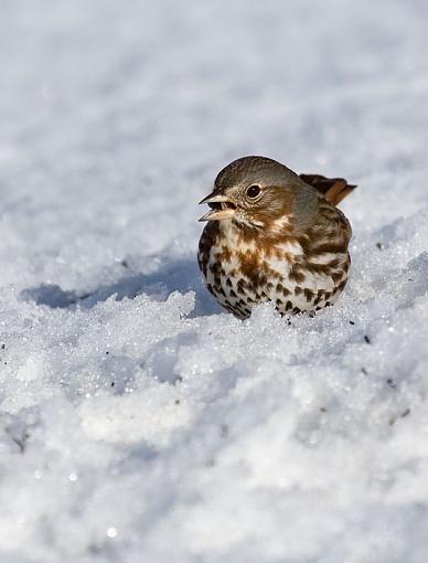 Your standard mix.-fox-sparrow.jpg