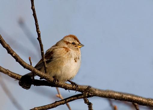 Your standard mix.-chipping-sparrow.jpg