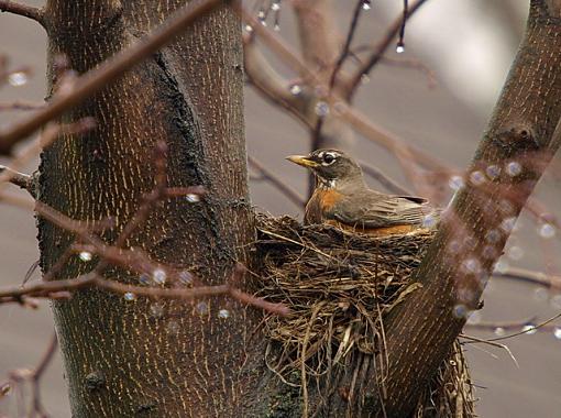 more from the backyard-p4123793edit.jpg