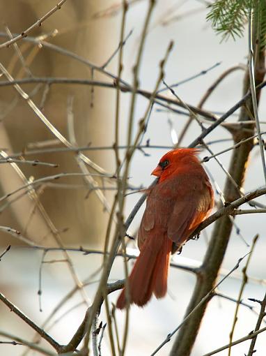 more from the backyard-p4073658edit.jpg