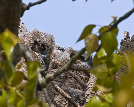 Baby owl-3-owls.jpg