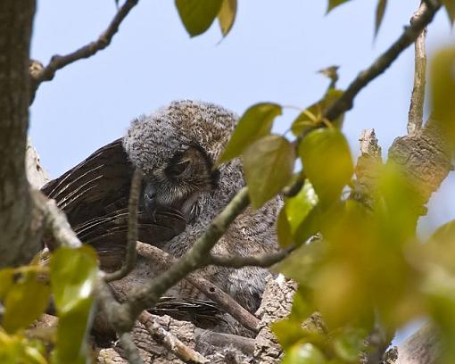 Baby owl-baby-owl-spreading-wing.jpg