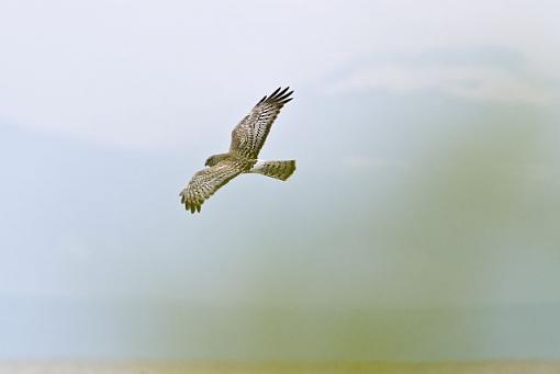 Are the colors right?-harrier-flying-away.jpg