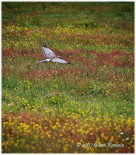 Yellow Field #2, highjack this thread-northern_harrier2-copy.jpg