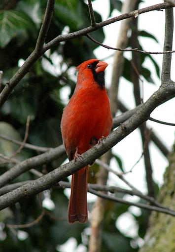 Cardinal-dsc_3160-3-640.jpg