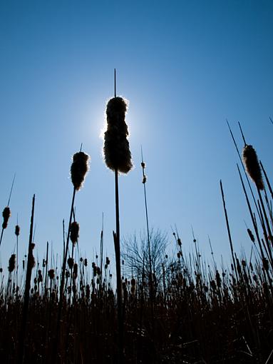 Yellow Field #2, highjack this thread-cattail-smallest.jpg