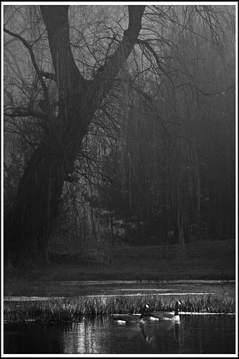 Foggy morning at the pond-untitled-1.jpg