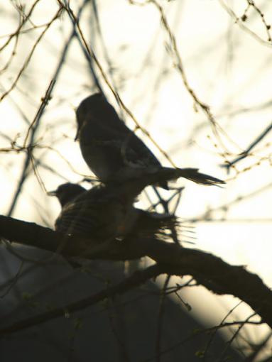 arare glimpse.......AKA Bird Porn-p4223960edit.jpg