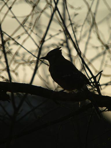 arare glimpse.......AKA Bird Porn-p4223969edit.jpg