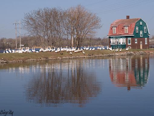 Lot of white pelicans-pelicans_smallest.jpg