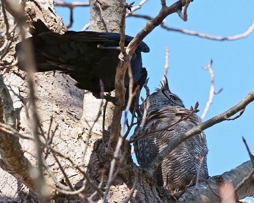 Baby owl-mother-owl-vs-crow.jpg