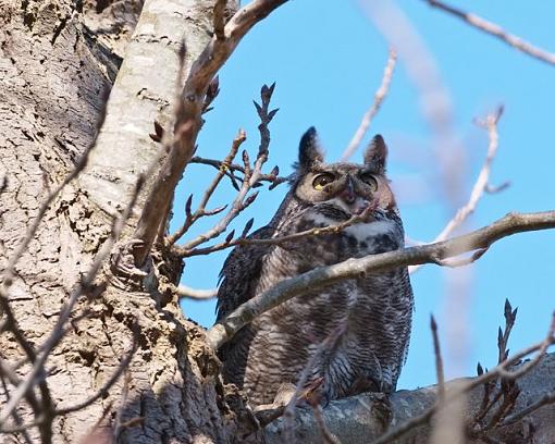 Baby owl-mother-owl.jpg