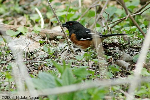 Magee Marsh and Turtle Sex-magee-marsh-birds-4.jpg