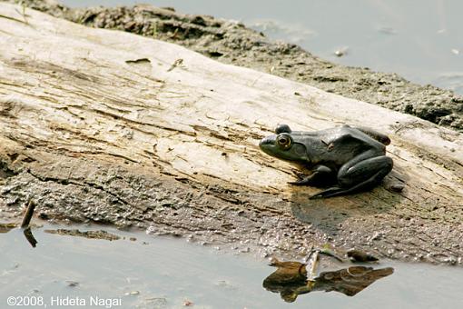 Magee Marsh and Turtle Sex-magee-marsh-others-2.jpg