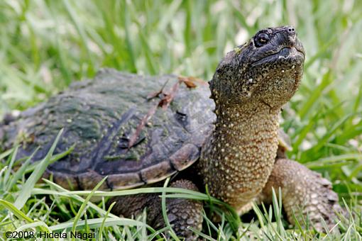 Magee Marsh and Turtle Sex-magee-marsh-others-4.jpg