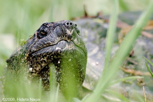 Magee Marsh and Turtle Sex-magee-marsh-others-5.jpg