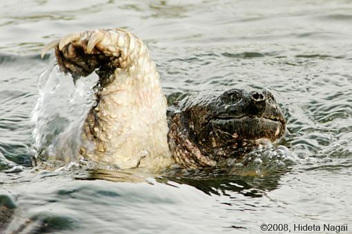 Magee Marsh and Turtle Sex-magee-marsh-snappers-1-3.jpg