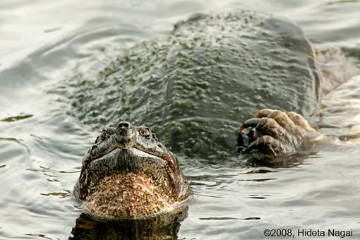 Magee Marsh and Turtle Sex-magee-marsh-snappers-1-4.jpg