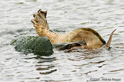 Magee Marsh and Turtle Sex-magee-marsh-snappers-1-5.jpg