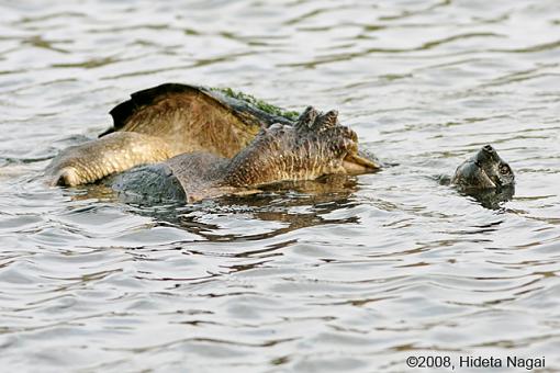 Magee Marsh and Turtle Sex-magee-marsh-snappers-2-1.jpg