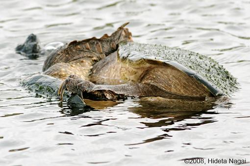 Magee Marsh and Turtle Sex-magee-marsh-snappers-2-2.jpg
