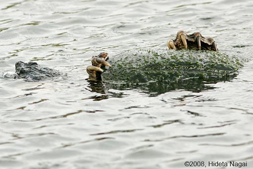 Magee Marsh and Turtle Sex-magee-marsh-snappers-2-3.jpg