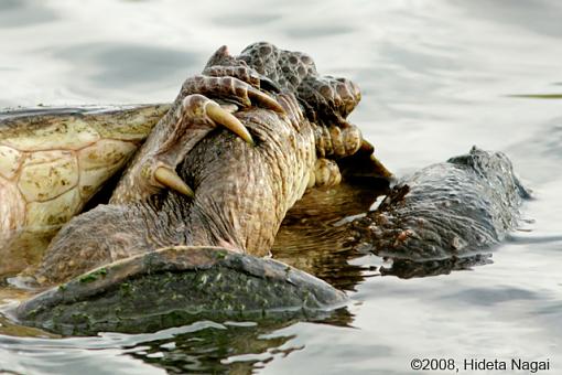 Magee Marsh and Turtle Sex-magee-marsh-snappers-2-4.jpg
