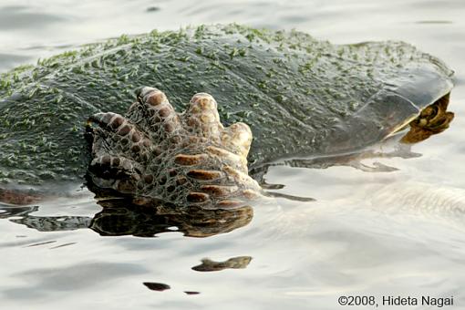 Magee Marsh and Turtle Sex-magee-marsh-snappers-2-5.jpg