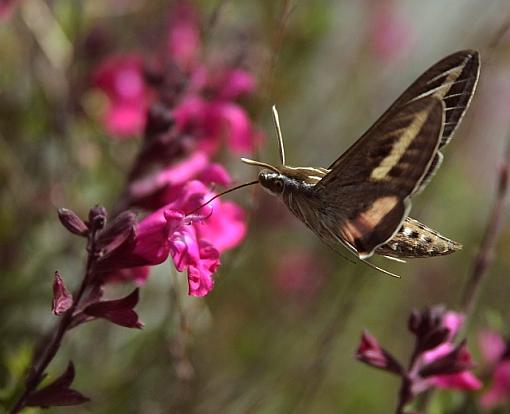 Sphinx Moth-0667pr.jpg