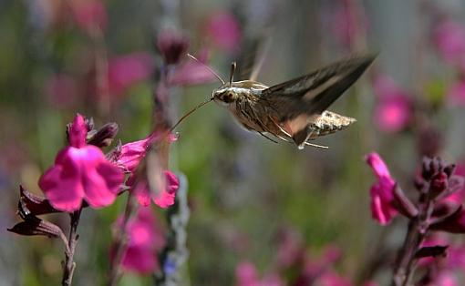 Sphinx Moth-0675pr.jpg