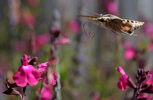 Sphinx Moth-0677pr.jpg